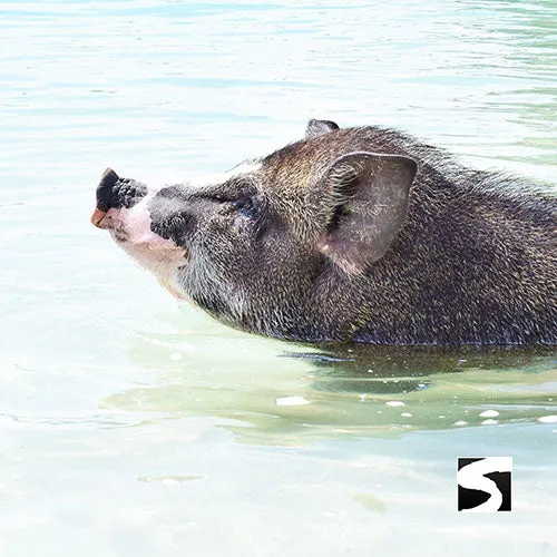 Private Pig Island Snorkeling & Longtail Boat - Cruise Excursion