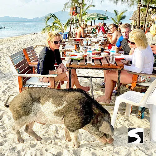 Private Pig Island Snorkeling & Longtail Boat - Cruise Excursion