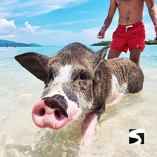 Private Pig Island Snorkeling & Longtail Boat - Cruise Excursion